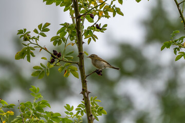 A small bird sits attentively on a thorny branch among green foliage. The background is softly...