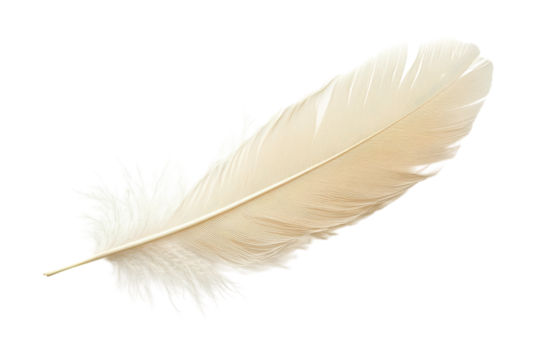 Gentle Touch A Cream Feather Against Black Soft Light Details Isolated Element Bird Plumage on transparent background