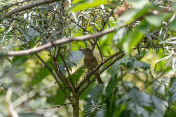 A small bird balances on a branch with a red berry in its beak. The scene is nestled amidst dense green foliage.