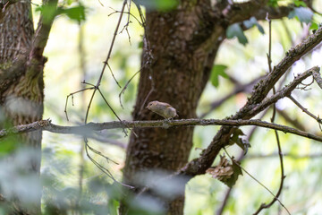A small bird sits alone on a branch amidst dense treetops. The light falls gently through the...