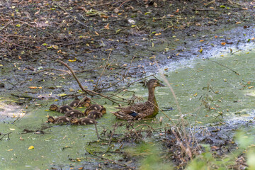 A duck leads her ducklings through a nearly dry pond covered in algae, surrounded by dead branches...