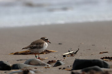 shore plover
