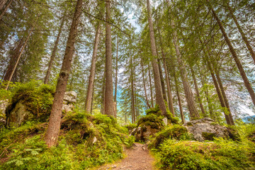 Forest Path in a Tall Coniferous Forest