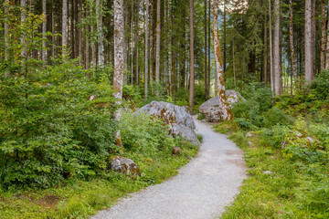 Tall Coniferous Forest and Forest Path
