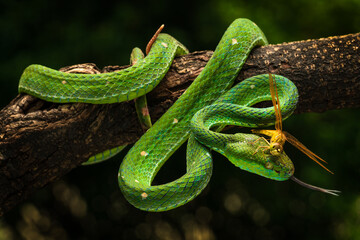 Hagen's pit viper and a dragonfly