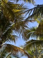 coconut palm tree