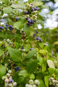 Bunch with ripe and unripe blueberry. Blueberry farm during harvest seson