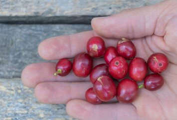 A close-up of a hand holding red coffee berries, showing their small size and bright color against...