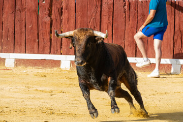 Bull runs in a vibrant arena during a traditional event in Spain under sunny weather