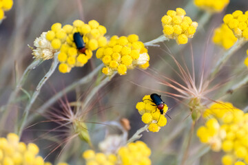 Colorful beetles gather on vibrant yellow flowers in a sunny natural habitat