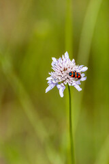 Colorful insect resting on delicate purple flower in a lush green field during sunny daylight