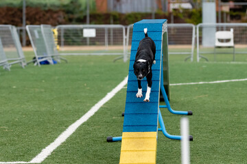 Dog navigates agility ramp during training session at local park in the afternoon