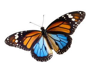 Obraz premium Butterfly Mid-Flight with Soft Shadow Below, PNG Clipart