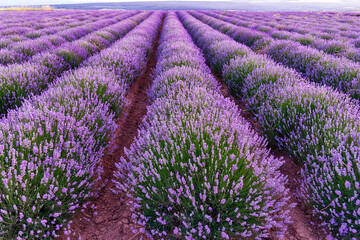 Field of lavender flowers
