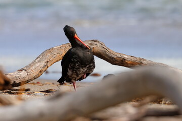 variable oystercatcher