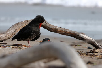 variable oystercatcher