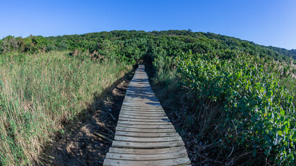 Wood Path Tropical Wilderness Landscape