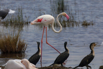 Waterfowl pink flamingos fish at Lake Nakuru National Park in Kenya, Africa
