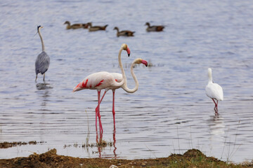 Waterfowl pink flamingos fish at Lake Nakuru National Park in Kenya, Africa