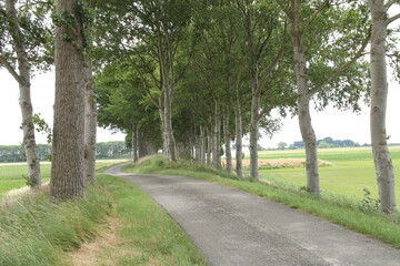 a beautiful rural landscape in the dutch countryside in zeeland with a road at a dike with green birch trees between green fields