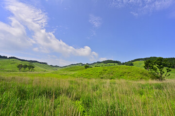 新緑の砥峰高原
