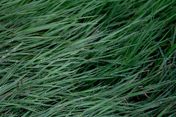 Mountain Grass in the Wind – Zillertal Alps