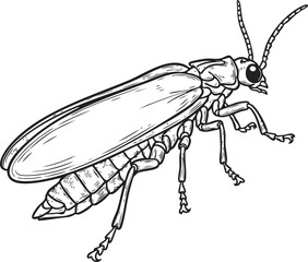 A detailed black and white outline illustration of a firefly, highlighting its distinct body segments and its abdomen