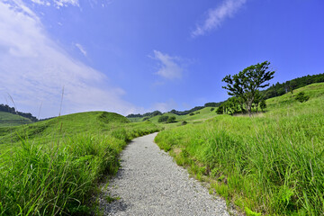 新緑の砥峰高原