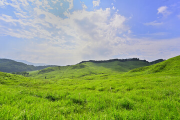 Obraz premium 砥峰高原の新緑のグリーンカーペット