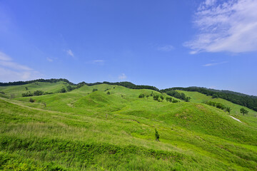Fototapeta premium 砥峰高原の新緑のグリーンカーペット