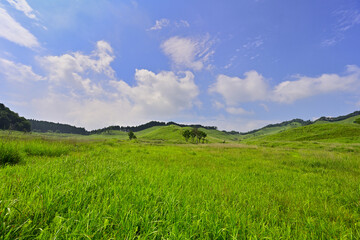 新緑の砥峰高原