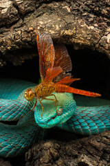 Blue white lipped pit viper and a dragonfly