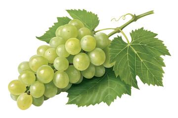 Obraz premium Fresh Green Grapes with Leaves
