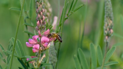 bee collecting pollen on a flower in the summer in a field