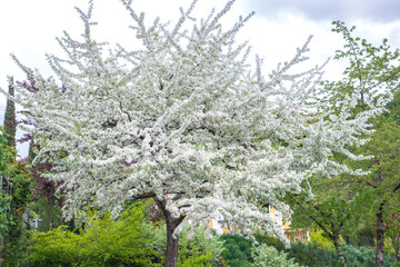 A wide, lush tree in full white bloom