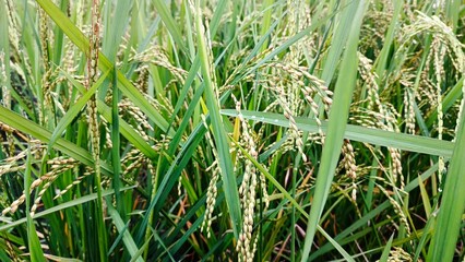 Landscape image, rice grains on green leaves, also visible are rice grains that have just burst from their stalks.