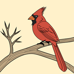 A vector illustration of a charming cardinal bird with a vibrant red plumage