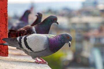 Close-up image of pigeons perched on the edge of a rooftop ledge in an urban setting.