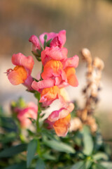 vibrant pink and orange snapdragon flowers in bloom with a soft, blurred background.