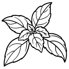 Basil line art vector