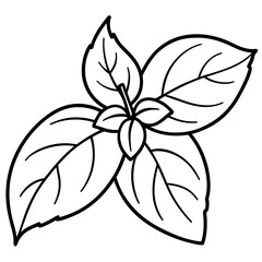 Basil line art vector