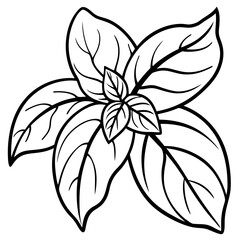 Basil line art vector