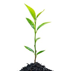 Fototapeta premium young plant on white