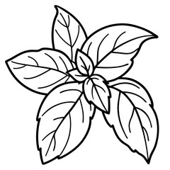 Basil line art vector