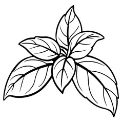Basil line art vector
