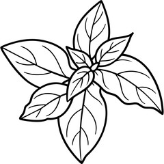 Basil line art vector