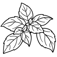 Basil line art vector