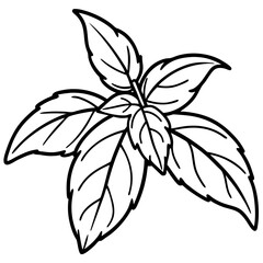 Basil line art vector