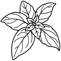 Basil line art vector