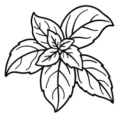 Basil line art vector